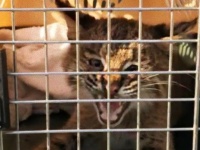 猫かと思ったらボブキャットだった。お巡りさん、迷子の子猫ちゃんを保護しようとするもボブキャットでびっくり