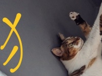 「けものへん」はコレから出来た？　猫の〝奇跡の1枚〟に10万人納得