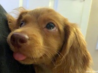 愛情ビーム！飼い主をうっとり見つめる犬や猫たちの写真