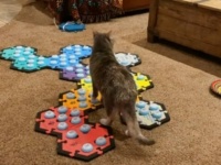 「笑ってるってことはハッピーなのかニャ」サウンドボードを操る猫、飼い主の大爆笑に反応する