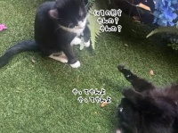 ふざけた態度の猫に挑戦状を突き付けられた猫のカンフーファイッ！