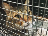 「私を家に連れて行ってください」しかるべき人間に的確に声をかけた野良猫。願いが叶って家族の元へ（アメリカ）