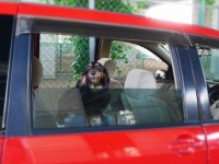 犬が車の窓から顔を出すのが好きな理由とは？「色々な匂いを楽しんでいる」