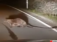 ビーバーが長すぎる建材を持って道路を横断。途中でへばるもドライバーに助けられる（ドイツ）