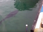 「あ、ごめん間違えた！」おっちょこちょいなマグロの動画
