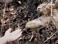 ETかな。道路をふさいでいたナマケモノ、近くの木まで連れてきてもらってお礼の握手を求める