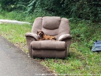 不要な家具と一緒に捨てられた子犬、廃棄されたソファの上で飼い主が戻ってくるのを待ち続ける（アメリカ）