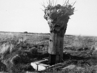 第一次大戦時にヨーロッパ各国軍がこぞって使用していた木に偽装した監視塔