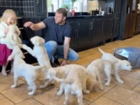 おうちにゴールデンの子犬がやって来た！1匹、2匹…合計8匹の毛玉たちに囲まれる至福