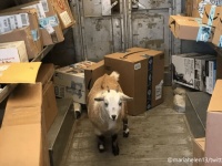 お手紙食べたい？ヤギが配達トラックに侵入するという珍事が勃発（アメリカ）