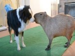 意外な組み合わせ！？　カピバラさん、犬とお友達になる。