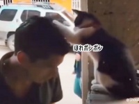 猫に頭ポンポンしてもらいたい人全員集合！会場はこちらです