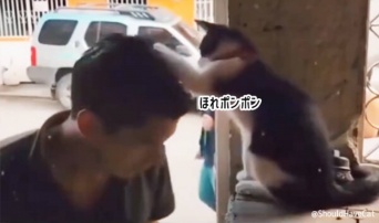 猫に頭ポンポンしてもらいたい人全員集合！会場はこちらです
