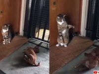 温度差がすごい。犬は押して猫はひきまくるの構図