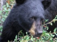 日本熊森協会・広報の公式Xより