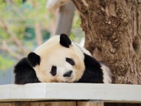 ​ミーアキャットはサソリの毒に免疫を持つため、主食にしていると解説