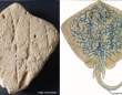 13万年前のエイを模した砂の彫刻を発見、人間が生物をモチーフにした最古のアートの可能性
