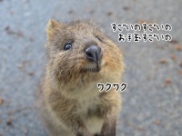 世界一幸せそうに見えるクアッカワラビーにジャグリングを見せたところ、世界一幸せを広げていた件