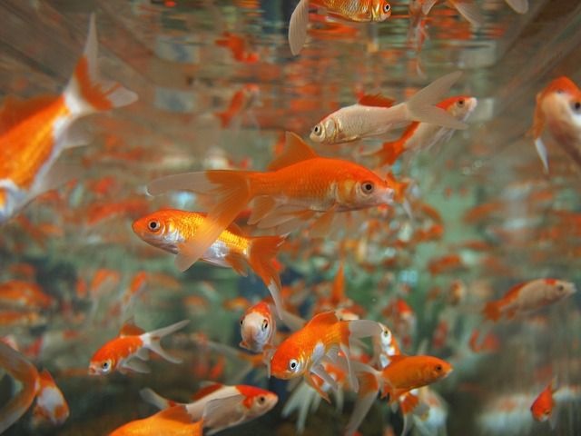 世界最高齢の金魚？イギリスのスプラッシュはもうすぐ38才！