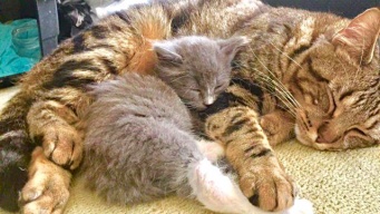 突然弟がやってきた！かいがいしく子猫の面倒を見るお兄ちゃん猫