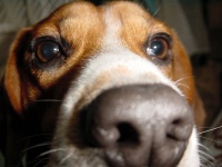 犬。写真はイメージです（Norio Nomuraさん撮影、Flickrより）