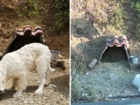 飼い主が事故死した現場で一年半以上、帰らぬ飼い主を待ち続ける犬（ギリシャ）