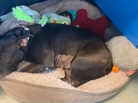 トイレに行くときも一緒。ぬいぐるみが親友の保護犬に、ようやく永遠の家が見つかる