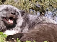 どんな夢を見てるの？寝ながらおしゃべりするかわいいキツネ（要音声）