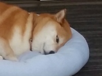 おこげ（＠okoge_shiba）さんのツイート