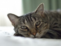 実はネコは人を「でかすぎる猫」だと思っているらしい