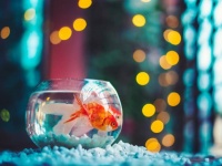 アパートで金魚を飼ったら、ペット許可代と月々のペット家賃を取られた女性