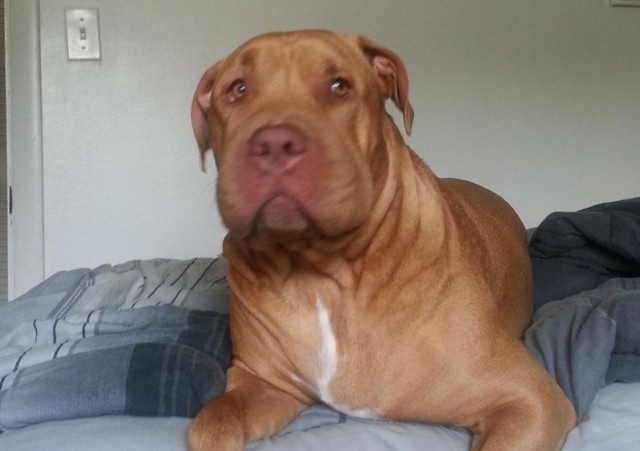 スクリーンショット 2016-04-24 19.57.59