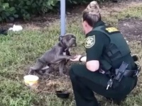 ポールに繋がれ放置されていた犬は、まだ人間を信じていた。警察官にお手をする姿に心が痛む