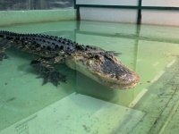 子供たちの目の前でワニが調教師に噛みつくというアクシデント。観客が助けに入りデスロールを防ぐ