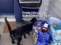 買い物帰りのカップルにロックオンした黒猫、そのまま家族の一員に
