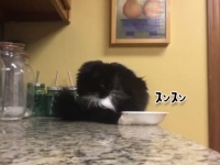 猫の物理学実験。皿がテーブルから落ちないギリギリの状態を探ってみた。