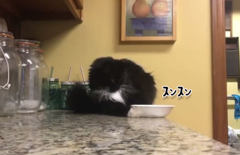 猫の物理学実験。皿がテーブルから落ちないギリギリの状態を探ってみた。