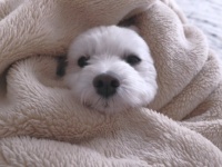「家族みんなが揃って過ごした最後の旅行。祖父母に愛犬を預けて遠出したら、窓から逃げ出してしまい...」（青森県・30代男性）