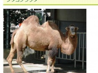 フタコブラクダ。画像は「八木山動物公園（セルコホーム　ズーパラダイス八木山）」のホームページより