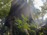 パワースポットで元気チャージ！熱海・来宮神社にそびえる樹齢2100年超の大楠に会いに行く半日旅