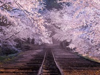 まっすぐ続く廃線と〝桜のトンネル〟　幻想的な京都の春に4万人感動「魔法の世界みたい」