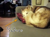 猫による犬への押し売りマッサージ。お代はクッション代わりになること。