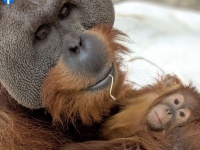 オスのオランウータンが急死した母親に代わって娘をかいがいしく子育て（アメリカ）