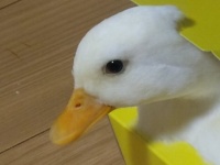 まさかの場所に収まるアヒルに21万人が爆笑　「おめー鳩じゃねえだろ」