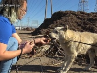 「耳の聞こえない犬がいる！」フリーウェイのそばで7か月暮らしていた犬、無事に保護される