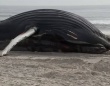 体長10メートルを超えるザトウクジラがアメリカ東海岸に漂着