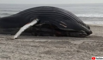 体長10メートルを超えるザトウクジラがアメリカ東海岸に漂着