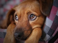 人間に気持ちを伝えたくて、犬は特別な進化で「子犬のような悲しい目」を獲得した（英・米研究）