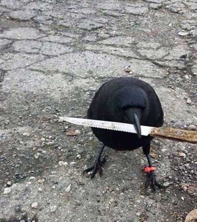 crowsnanimals9_e