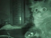 猫下僕クリスさんの家に、また新しい家族が増えたよ！家の中を探検する真夜中の子猫たちの可愛いこと